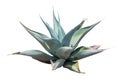 Agave tree isolate on white background, high resolution image 45MP Royalty Free Stock Photo