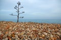 Agave Tree On A Rolling Stone Beach