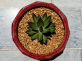 Agave univittata splendida center stripe agave plant in a beautiful clay pot view from above closeup look