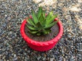 Agave univittata splendida center stripe plant in a beautiful red pot view