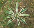 Agave Variegata, plant Royalty Free Stock Photo