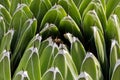 Agave victoria-reginae top view Royalty Free Stock Photo