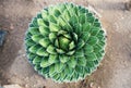 Agave Victoriae Reginae