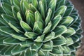 Agave Victoriae Reginae