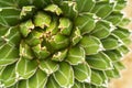 Agave victoriae-reginae `Golden Princess` , Beautiful Cactus