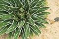 Agave victoriae-reginae `Golden Princess` , Beautiful Cactus