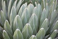 Agave victoriae reginae leaves background