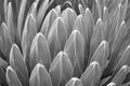 Agave victoriae reginae leaves texture background