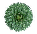 Agave victoriae-reginae Queen Victoria agave succulent cactus Royalty Free Stock Photo