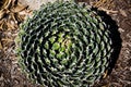 Agave victoriae-reginae Queen victoria agave succulent plant, freshness leaves closeup Royalty Free Stock Photo