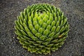 Agave victoriae-reginae, Queen Victoria agave, royal agave, small species of succulent flowering perennial plant