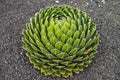 Agave victoriae-reginae, Queen Victoria agave, royal agave, small species of succulent flowering perennial plant