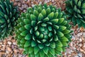 Agave victoriae-reginae Queen Victoria agave, royal agave is a small species of succulent flowering perennial plant, noted for i Royalty Free Stock Photo