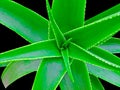 Agave victoriae-reginae (Queen Victoria agave, royal agave) is a small species of succulent flowering perennial plant Royalty Free Stock Photo