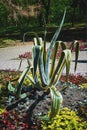 Agave Vilmorena in a flower bed. Succulent in the design of the garden Royalty Free Stock Photo