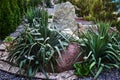 Agave Vilmorena in a flower bed. Succulent in the design of the garden Royalty Free Stock Photo