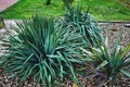 Agave Vilmorena in a flower bed. Succulent in the design of the garden Royalty Free Stock Photo