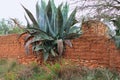 Agaves for mezcal on the wall in mineral de pozos guanajuato