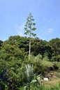 Agave wood in Japan