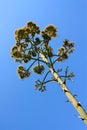 Agaves flowers Royalty Free Stock Photo