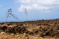 Agaves in the lava field. Lanzarote, Canary Islands, Spain