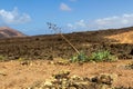 Agaves in the lava field. Lanzarote, Canary Islands, Spain