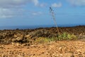 Agaves in the lava field. Lanzarote, Canary Islands, Spain