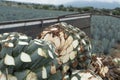 The agaves are on top of the truck to be taken to the tequila factory. Royalty Free Stock Photo