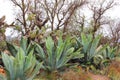 Agaves for mezcal in the mine of mineral de pozos guanajuato, mexico