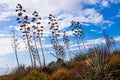 Agaves in Sardinia