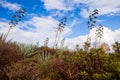 Agaves in Sardinia