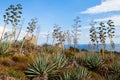 Agaves in Sardinia