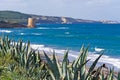 Agaves by the sea Royalty Free Stock Photo