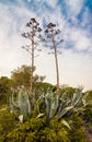 Agaves