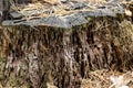 Age Destroyed Stump of a tree Royalty Free Stock Photo
