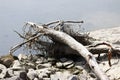 Age dried trunk, alluvial on the shore of the lake, flotsam