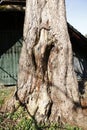 Age gnarled tree by a small brook way has cleared Royalty Free Stock Photo