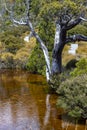 Age old Tasmanian alpine wilderness landscape