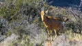 Curious immature red hartebeest Royalty Free Stock Photo