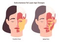 Age-related skin changes. Aging process, subcutaneous fat layer changes