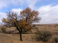 Aged apricot tree defying years will once again pour out leaves 2