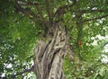 Aged banian with thick leaves