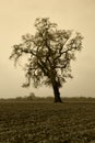 Aged Bare Oak Tree in Winter Fog Royalty Free Stock Photo