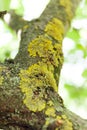 Aged bark tree, lichen symbiosis, algae background Royalty Free Stock Photo