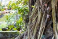 Aged big banyan tree with many roots inside of a botanical garden close up view Royalty Free Stock Photo