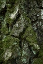 Aged birch tree bark texture. Moss-grown trunk. Close up vertical photo Royalty Free Stock Photo