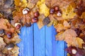 Aged blue wooden boards in a frame of dry brown chestnut leaves and ripe chestnuts or Aesculus hippocastanum fruits. Royalty Free Stock Photo