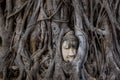 Ancient buddha`s head in a tree roots. Royalty Free Stock Photo