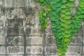 Aged dirty brick wall with green huge leaves climbing decorated