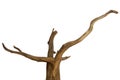 Aged driftwood branches isolated on a white background, clipping path included Royalty Free Stock Photo